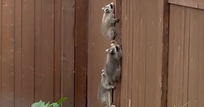 Raccoon Kits Climb Single-File to Mama