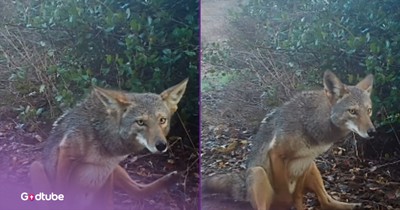 Trail Camera Captures Coyote Hilariously Scooting Right On By