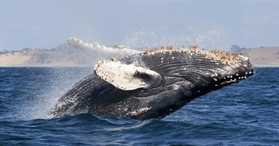 A humpback whale, a man is swallowed by a humpback whale