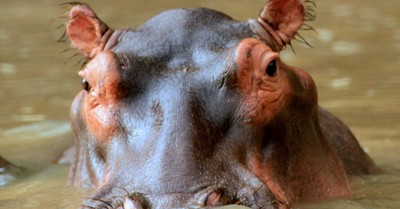 Judge Recognizes Hippos as ‘Persons,’ yet the Unborn ‘Still Have No Rights’: Pro-Life Group