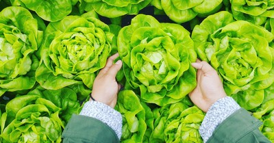 Running into the Coronavirus Crisis with Lettuce and Love: So, What's in Your Hand?
