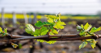 A Prayer to Abide in the Vine - Your Daily Prayer - October 4