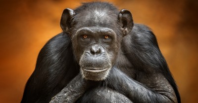 Of Primates and Percentages: No, Humans Aren't 99 Percent Chimp