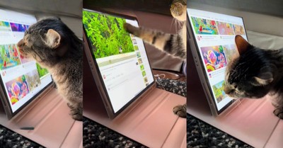 Clever Cat Masters iPad Scrolling to Enjoy Bird Videos 