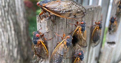 Does the Bible Say That Cicadas Are a Sign of the End Times?