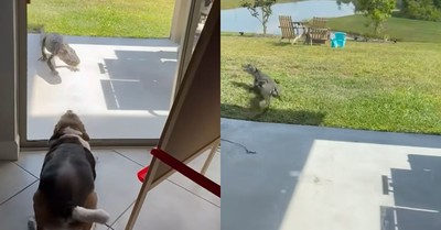 Alligator Hysterically Flees from Barking Dog in Funny Encounter