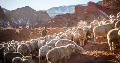 Why David Was a Man After God’s Heart