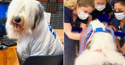 Old English Sheepdog Who Appears to Have Special Powers, Receives an Award