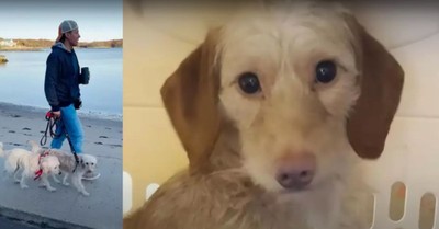 Dog Scared to Death of Humans Undergoes Heartwarming Transformation