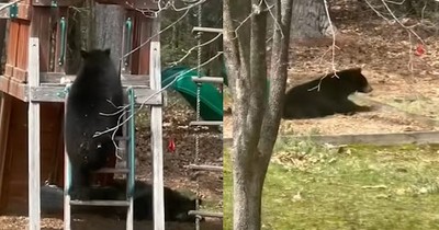 Playful Black Bear Climbs Playground and Rides the Slide, Just Like a Kid