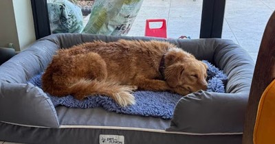 After 100-Mile Journey, Including a Swim, Missing Golden Retriever Mix is Finally Back Home