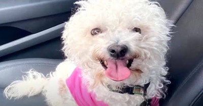 They Were Told Their Pup Had Been Hit By a Car, 4 Years Later They Found Her Alive