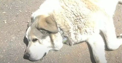 Two-Year-Old Is Found by Rancher's Dog after Walking 7 Miles from Home