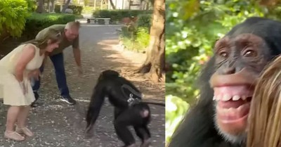 The Tear-Jerking Moment a Rescue Chimp Reunites with Couple Who Helped Raise Him