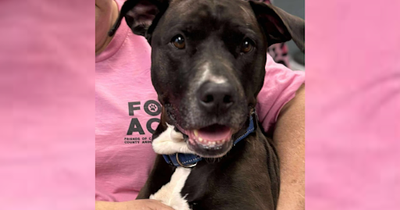 Shelter Dog Detects a Stranger's Medical Emergency and Becomes a Hero