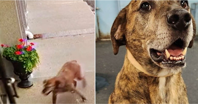 Dog Loves His Daycare So Much, He Escaped to Go There On His Own