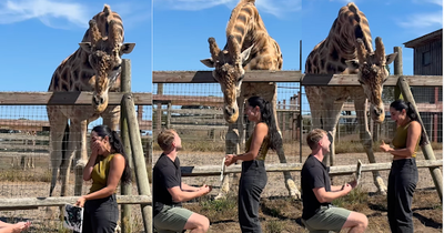 A Giraffe Named Mazi Helps a Man Propose to His Girlfriend and It's Super Cute