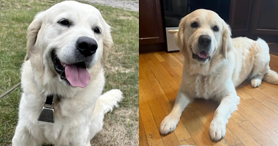 Police Dog Earns Yummy Reward From McDonald's When He Finds a Missing Man With Dementia