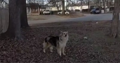 Dog Leads Louisville Police Straight to Missing 3-Year-Old: ‘A Blessing from God’