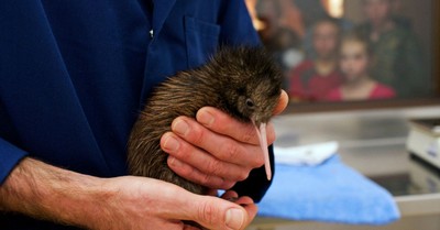 Why the Kiwi Bird's Comeback Reminds Christians to Care for God’s Creation