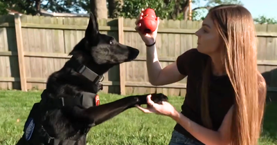 Retired Army Soldier Reunites With the Military Dog Who Once Served by Her Side