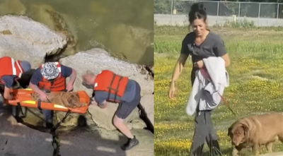 Hero Kids Save Wounded Dog Who Went Missing After Terrifying Car Crash