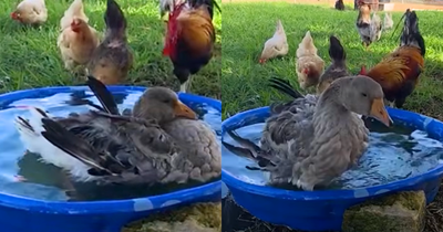 Hero Goose Warns Family of Fire and Helps Save Animals
