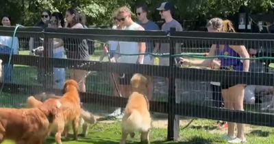 13 Golden Retrievers Gather for Camp Goldie, and It’s as Adorable as It Sounds
