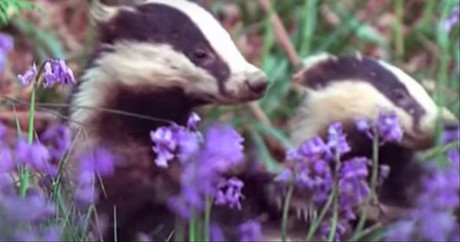 Hilarious Talking Animals Go Viral
