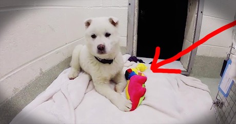 Dog Rescued From Meat Farm Receives First Toy