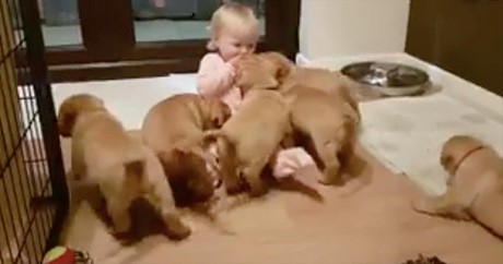 Adorable Puppy Stampede Overtakes Toddler