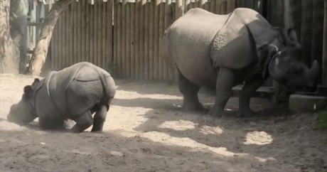 Baby Rhino Doesn't Want To Go Inside And Playfully Evades His Keepers