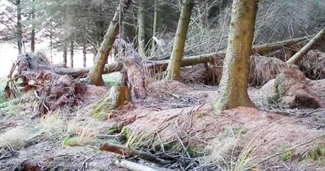 Heavy Winds Move Tree Roots And Create Optical Illusion