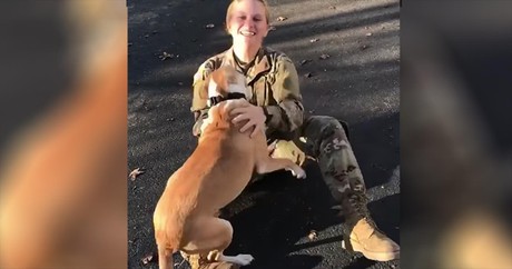 Dog Is In Disbelief When Soldier Returns Home After A Year Apart
