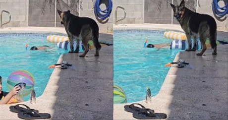 German Shepherd Protects Kids Swimming In Pool