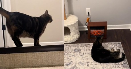 Cat Won't Give Up Until Its Fireplace Is Turned On in This Adorable Clip