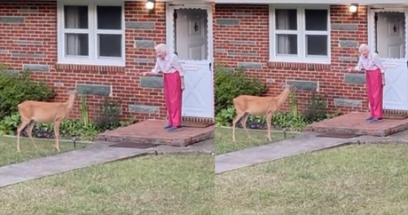 Elderly Woman and Deer Share an Unbelievable, Heartwarming Moment