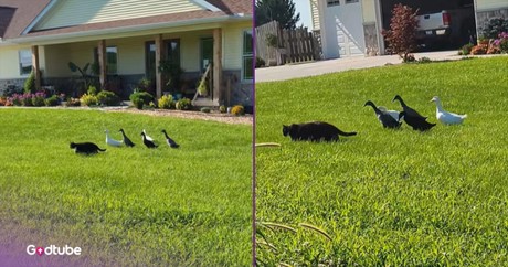 This Cat Has the Most Unusual Entourage and It’s Adorable