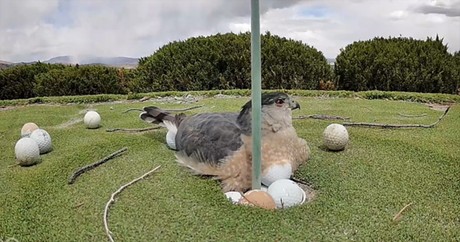 Hawk Determined to Protect Its Eggs, There's Just One Problem