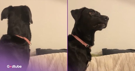 This Pup’s Adorable Reaction to TV Is Comedy Gold
