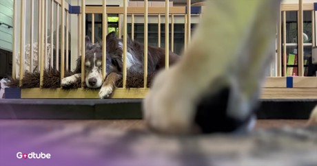 Pup's Hilarious, Elaborate Plans to Break Its Buddy Out of Captivity