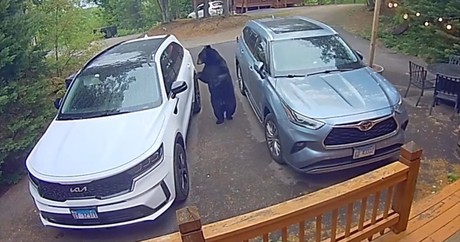 Giant Bear Casually Opens a Car Door, and Hops In