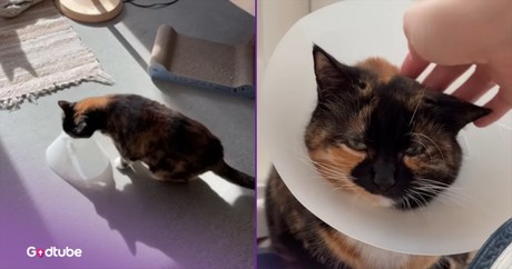 Cat’s Strange Move for Attention Is Comedy Gold