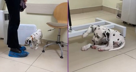 Unbothered Dalmatian Makes a Vet Visit Look Easy