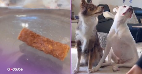 It Was All or Nothing for These Determined Dogs