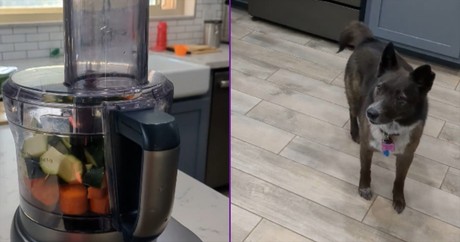 Dog’s Reaction to a Food Processor Is Absolutely Hilarious