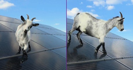 This Goat Found the Funniest Use for Solar Panels