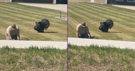 Sneaky Turkey Gives Man Working Outside Quite a Scare