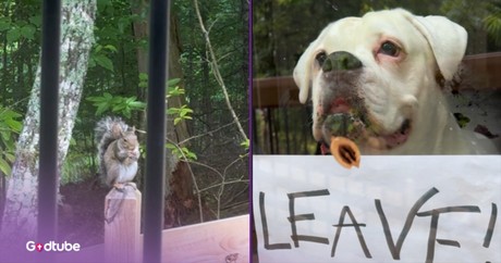 You Won’t Believe How This Pup Reacts to a Squirrel