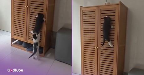 This Precious Kitten Proves That Persistence Pays Off